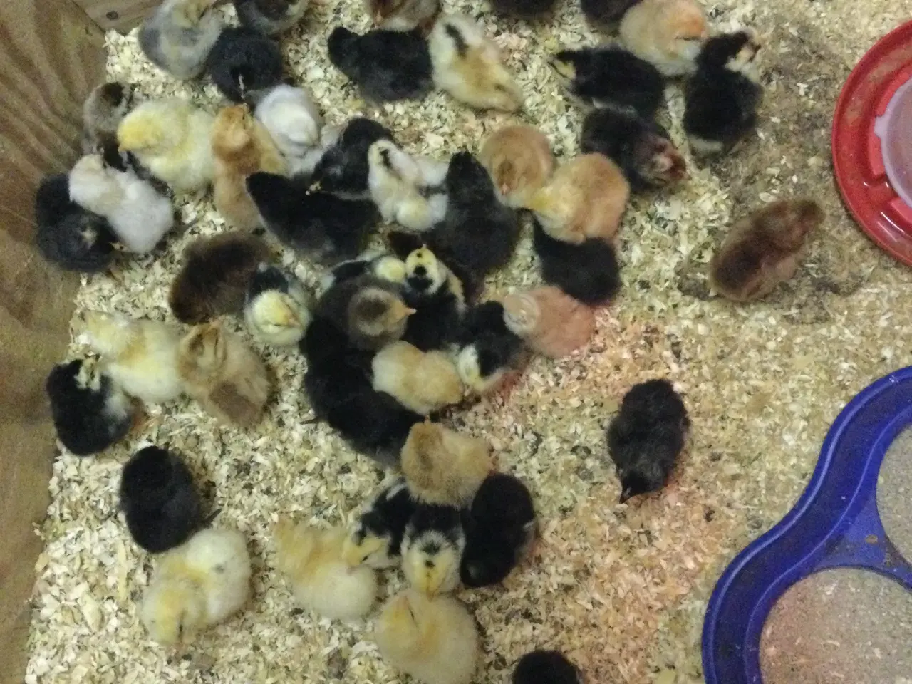 Billede 1 - Daggamle kyllinger lys sussex og Bielefelder.