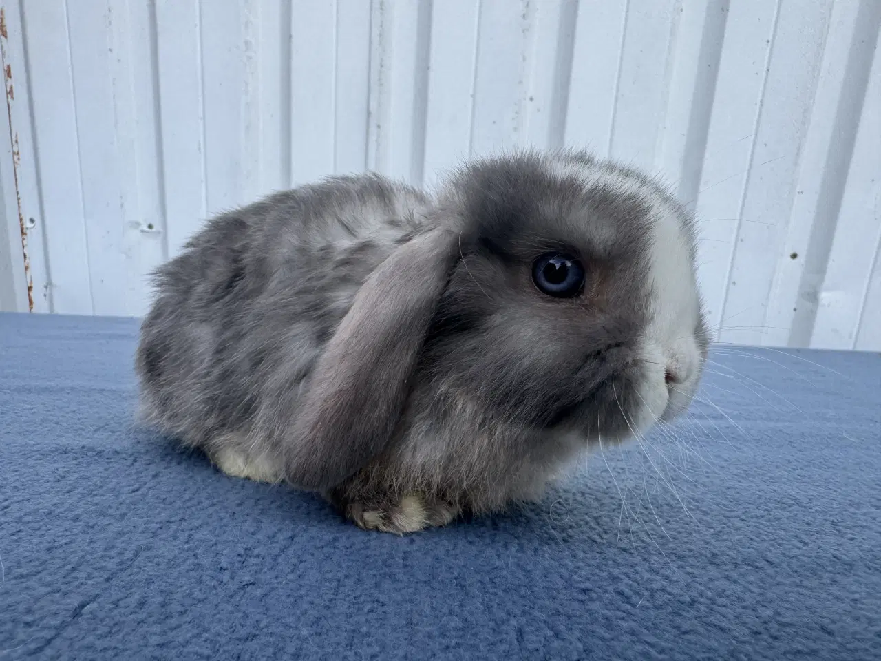 Billede 6 - Dværgvædder hunkanin 