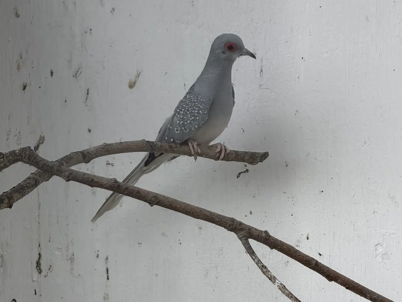 Billede 1 - Diamantdue