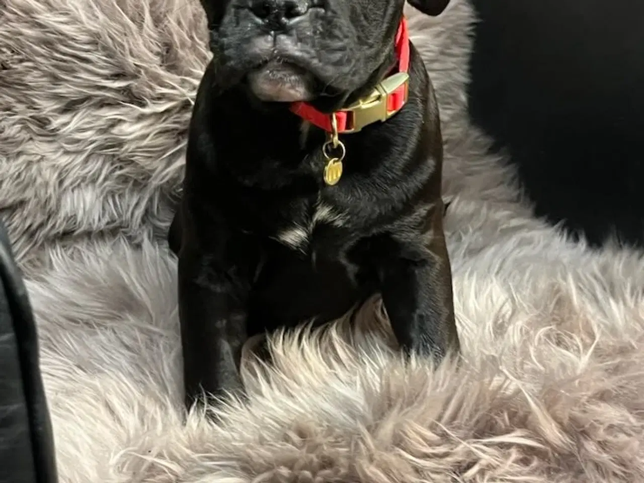 Billede 2 - Old english bulldog