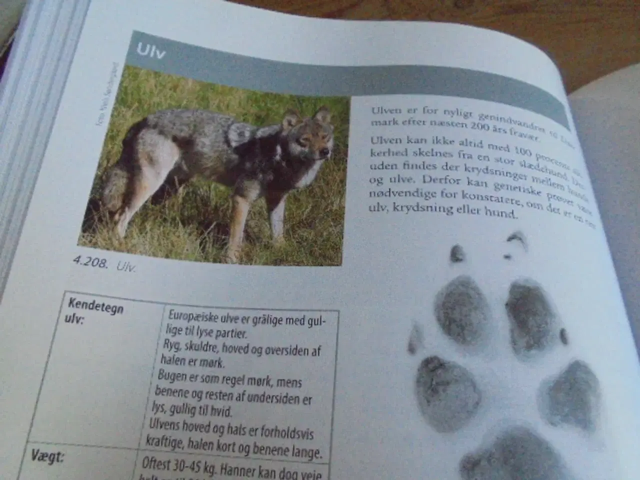 Billede 5 - JAGTTEGN – Natur, vildt, jæger  