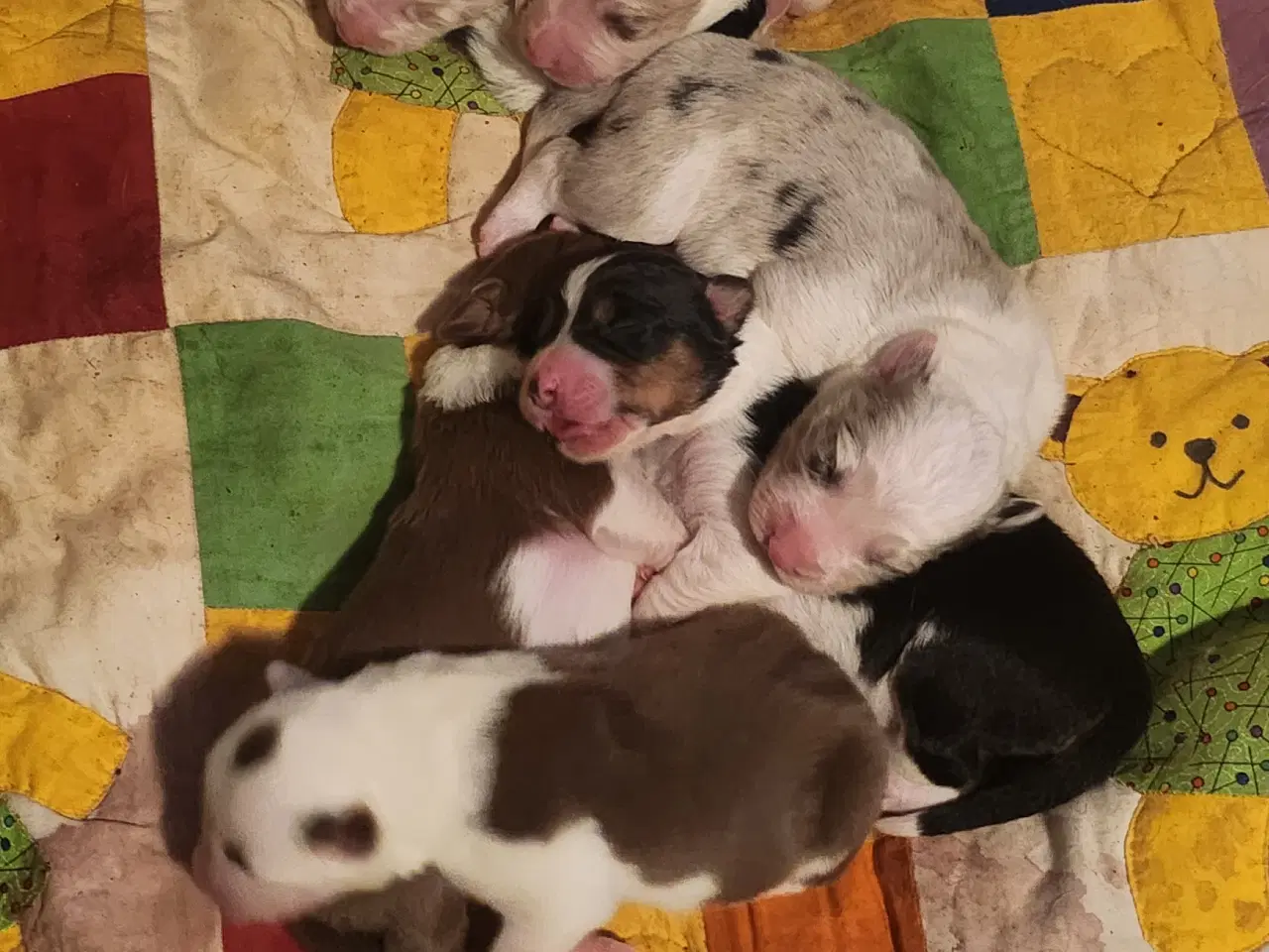 Billede 14 - Border collie/ Australien Shepherd mix