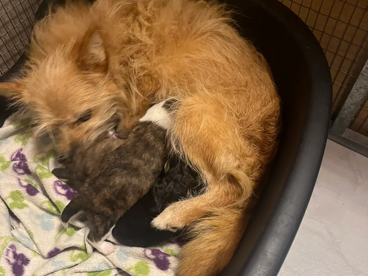 Billede 7 - Kun 2 tæver tilbage nu! Små blandinger