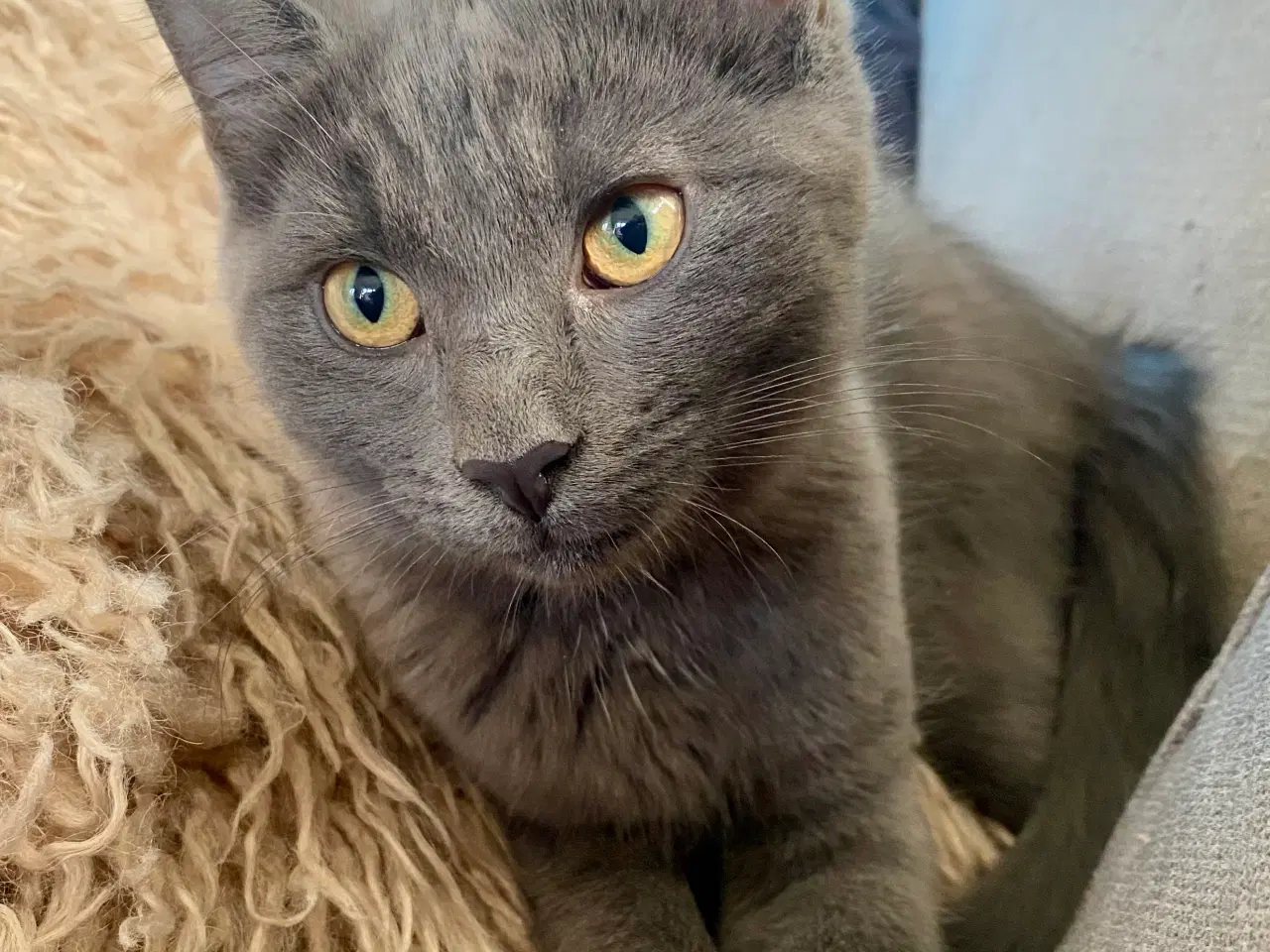Billede 10 - Maine Coon/Perser/Huskat killinger