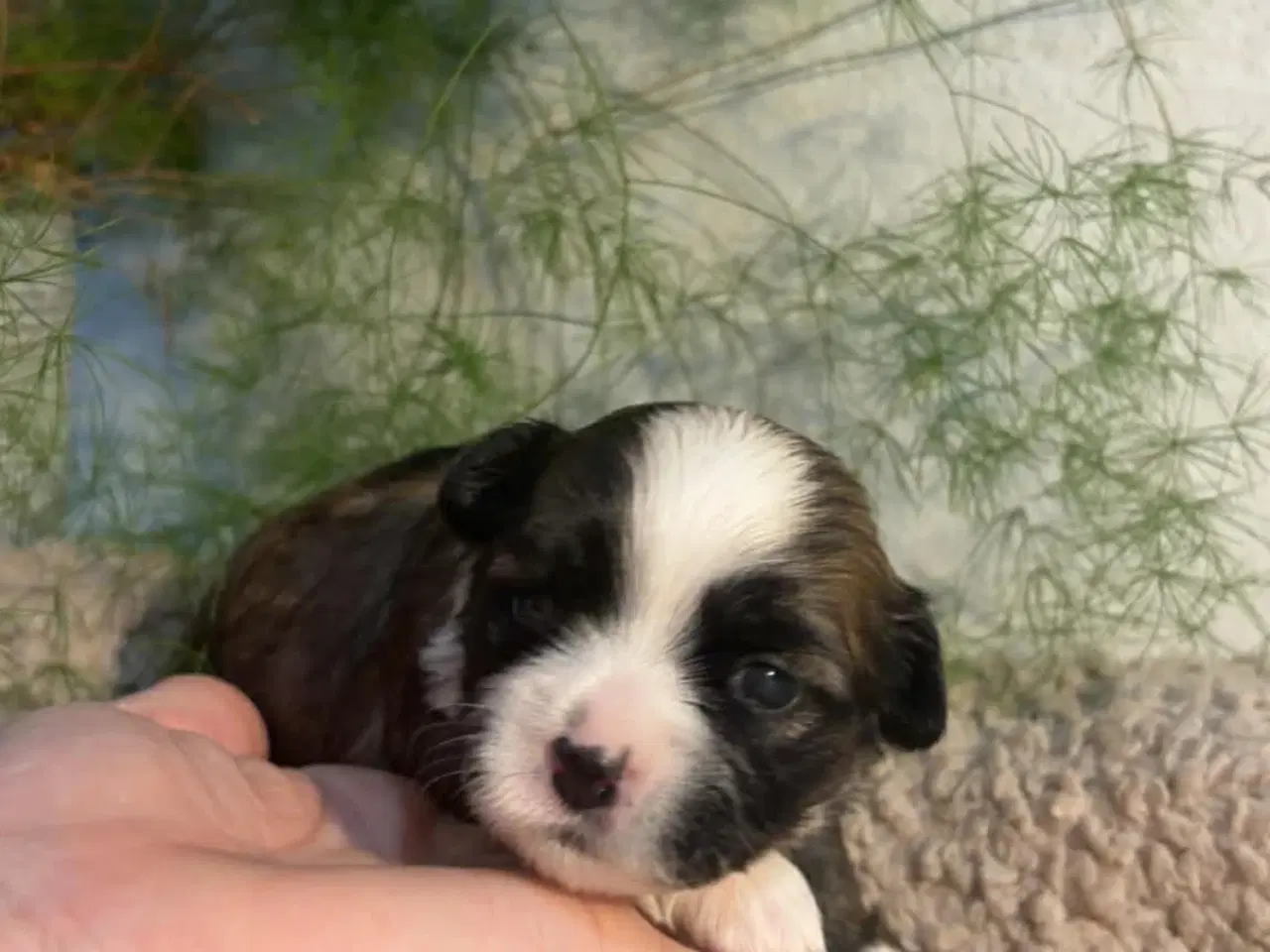 Billede 1 - Shih-tzu / Bichon Havanaise