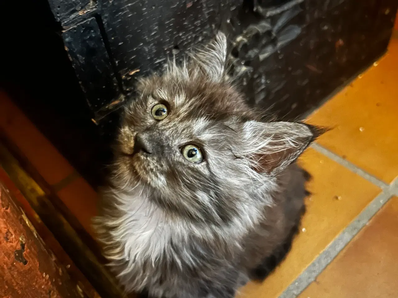 Billede 3 - Sally leder efter kærlig familie