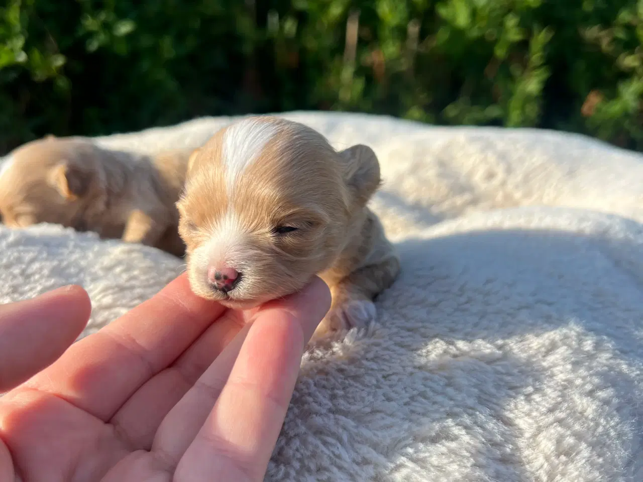 Billede 4 - Pomapoo f1