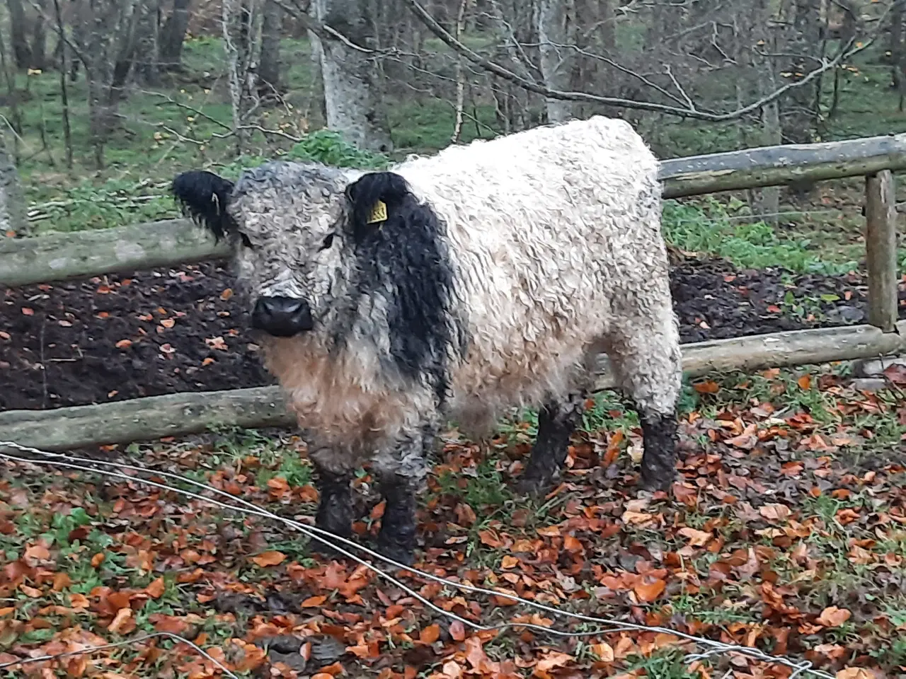 Billede 2 - Flot bæltet Galloway med kalv
