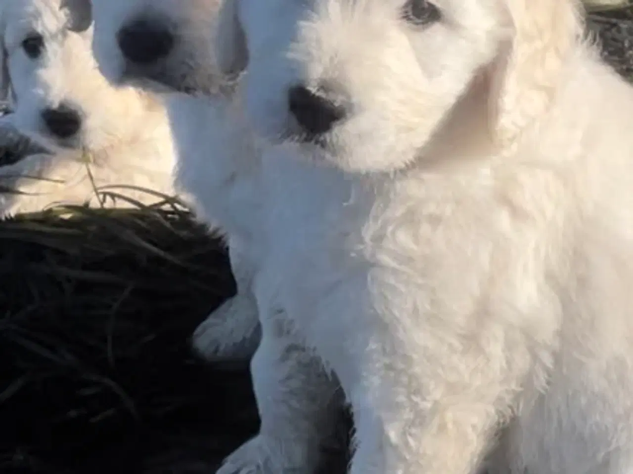 Billede 18 - Doodle - Goldendoodle-hvalpe