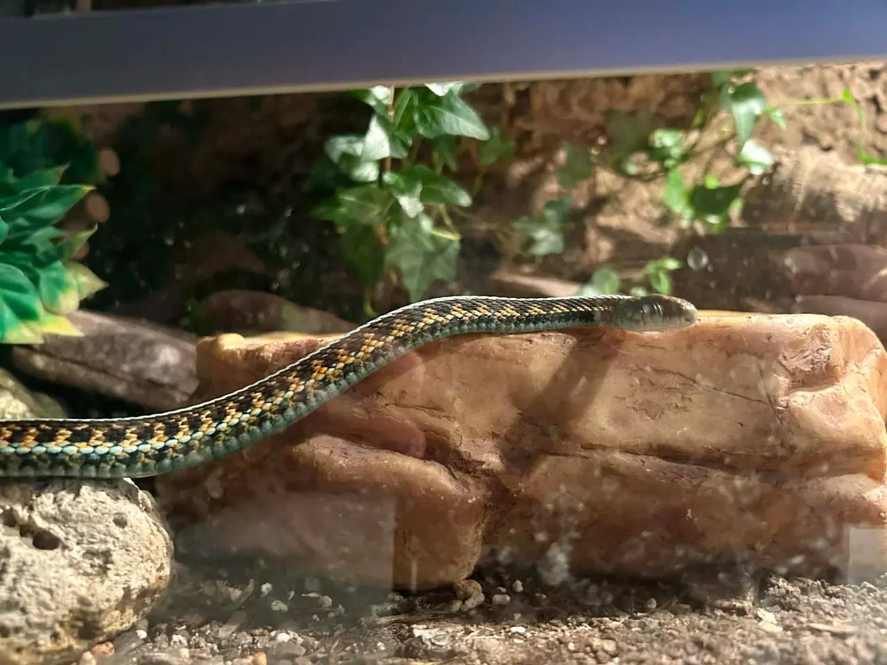 Billede 6 - Smuk strømpebåndssnog incl terrarie