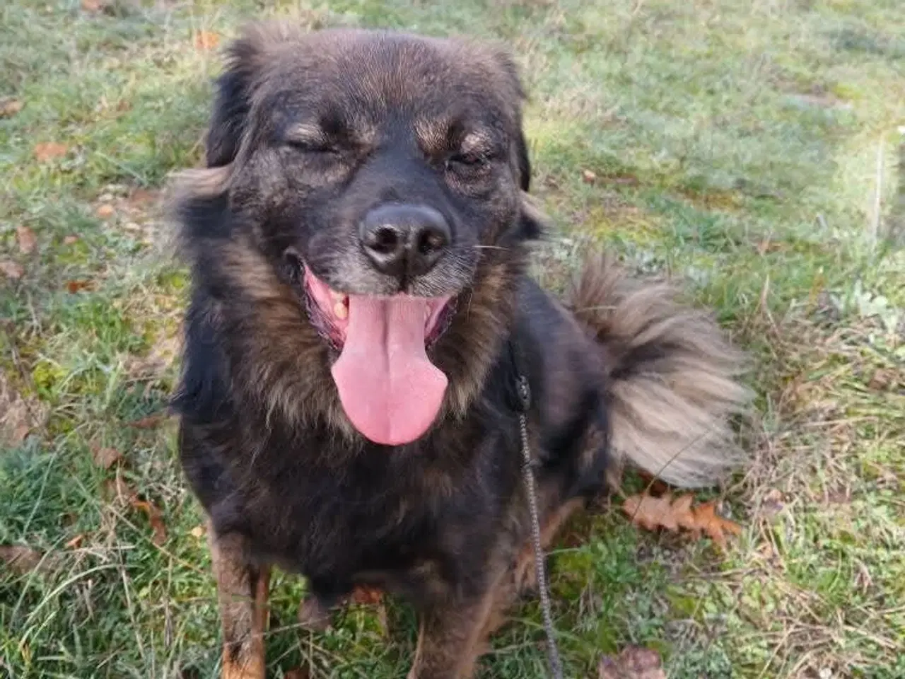 Billede 1 - Livsglade Joy 🩷