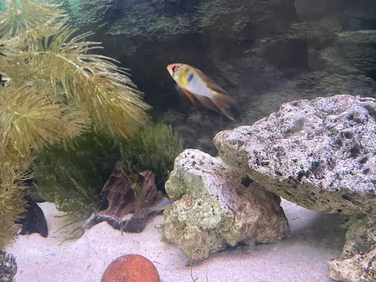 Billede 1 - 5 Sommerfuglecichlider