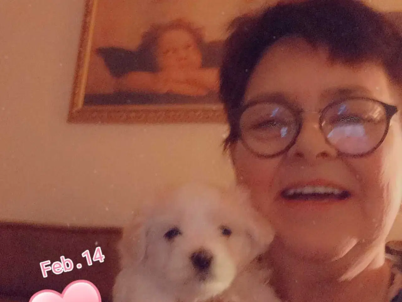 Billede 14 - Cotonese Hvalpe 