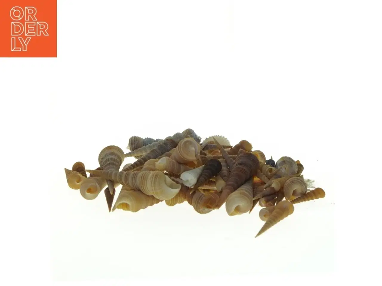 Billede 2 - Samling af eremit krebs strandskaller (str. 3,5 x 1 cm til 13 x, 3 cm)