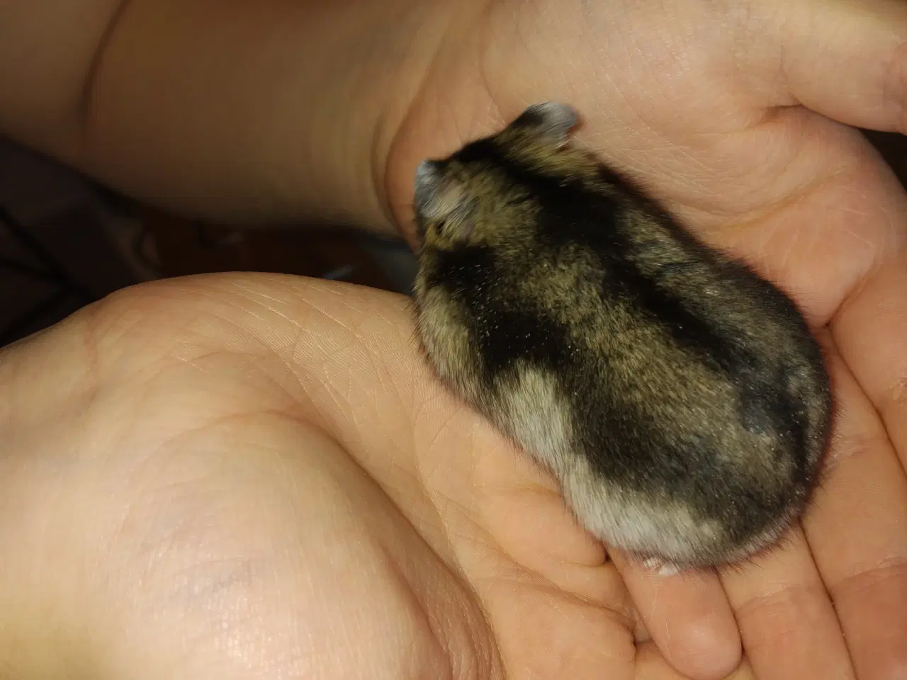 Billede 2 - Vinterhvid dværghamster han