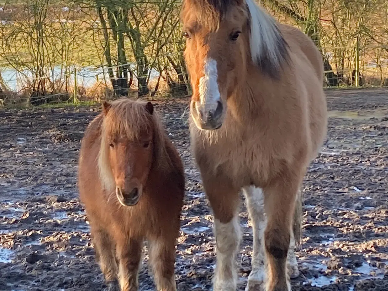 Billede 16 - Shetlænderen Betterøv