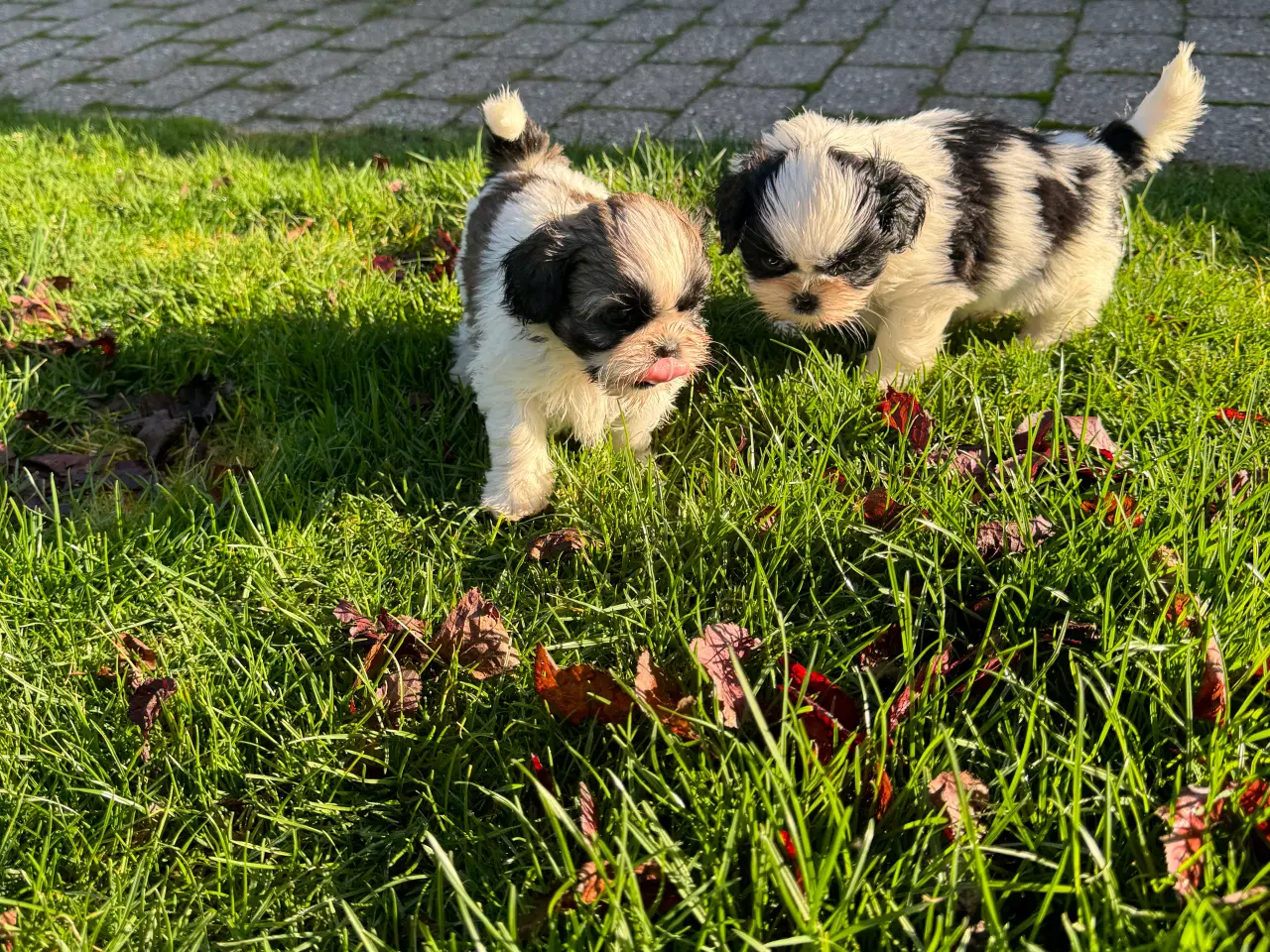 Billede 2 - Ægte Shih-Tzu hvalpe