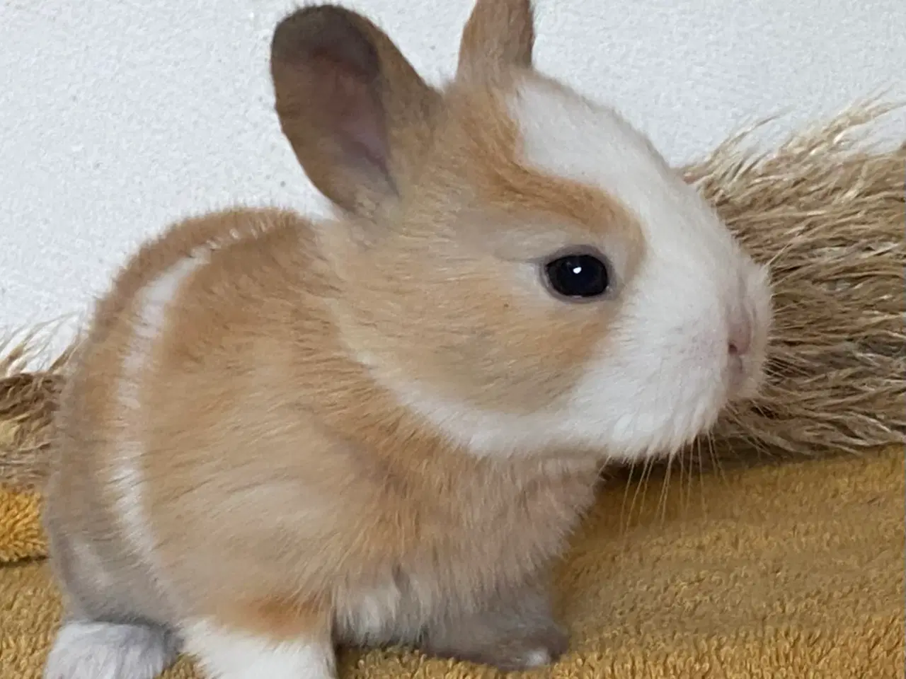 Billede 8 - HOLLÆNDER HUN MADAGASCAR