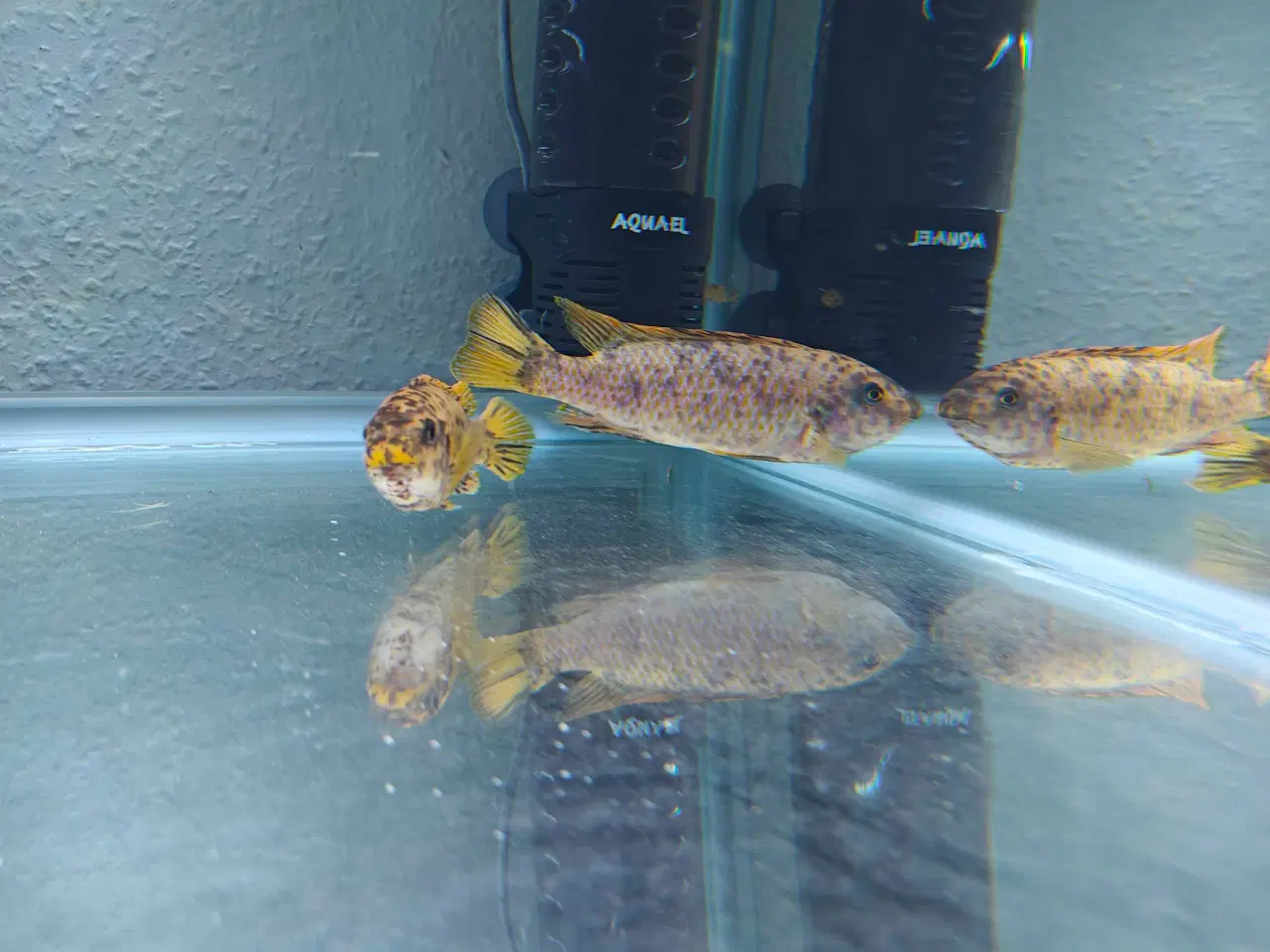 Billede 4 - Malawi cichlider