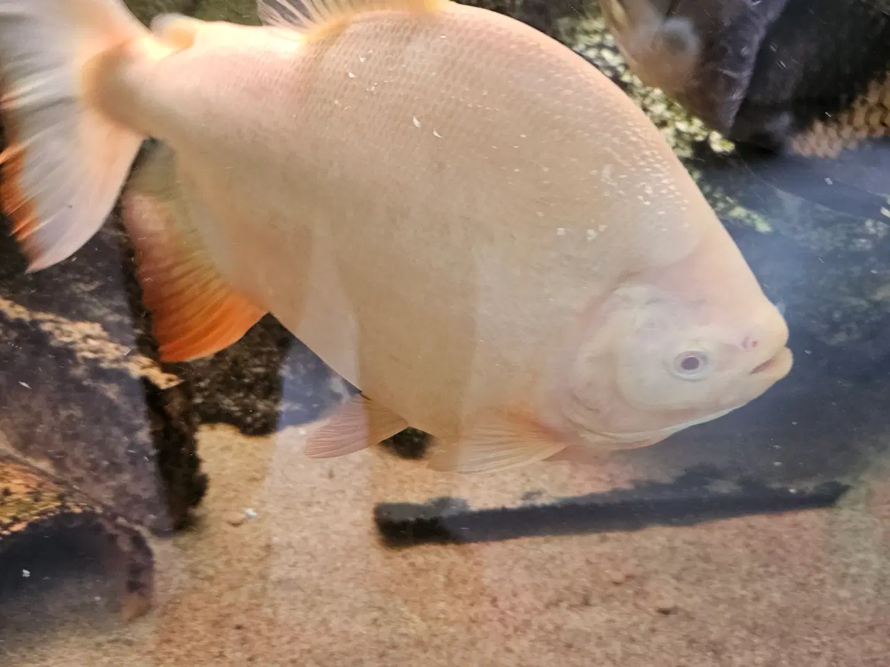 Billede 1 - Albino pacu 25-30 cm