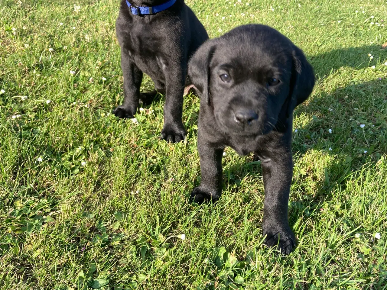 Billede 2 - Labrador 