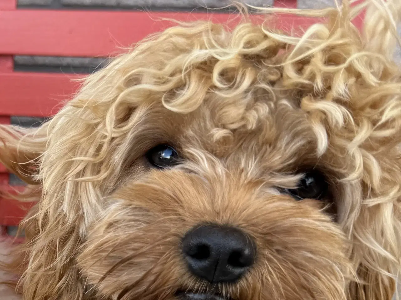 Billede 6 - Cavapoo Far/  Shih tzu-mor/ 