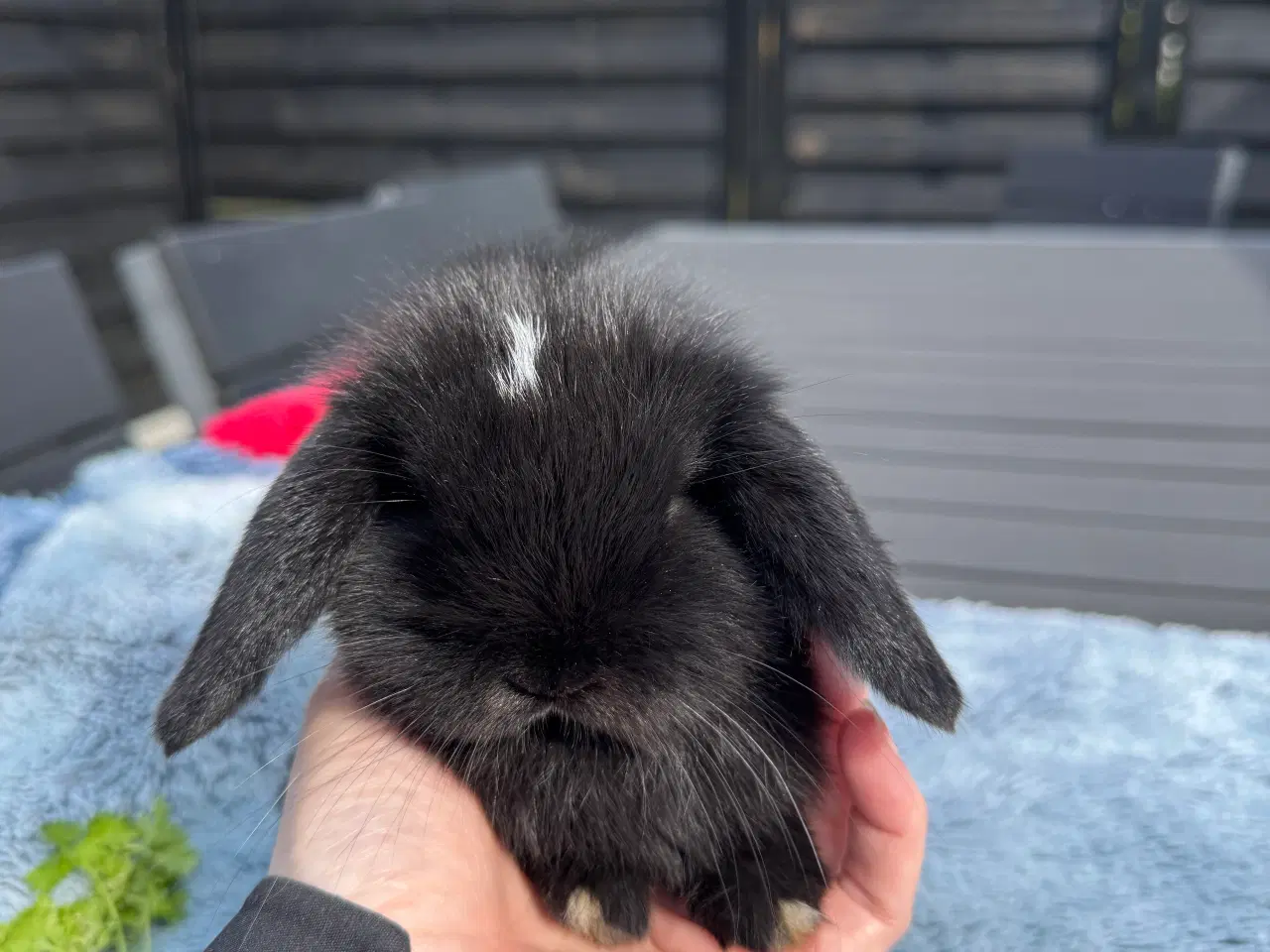 Billede 7 - Mini lop