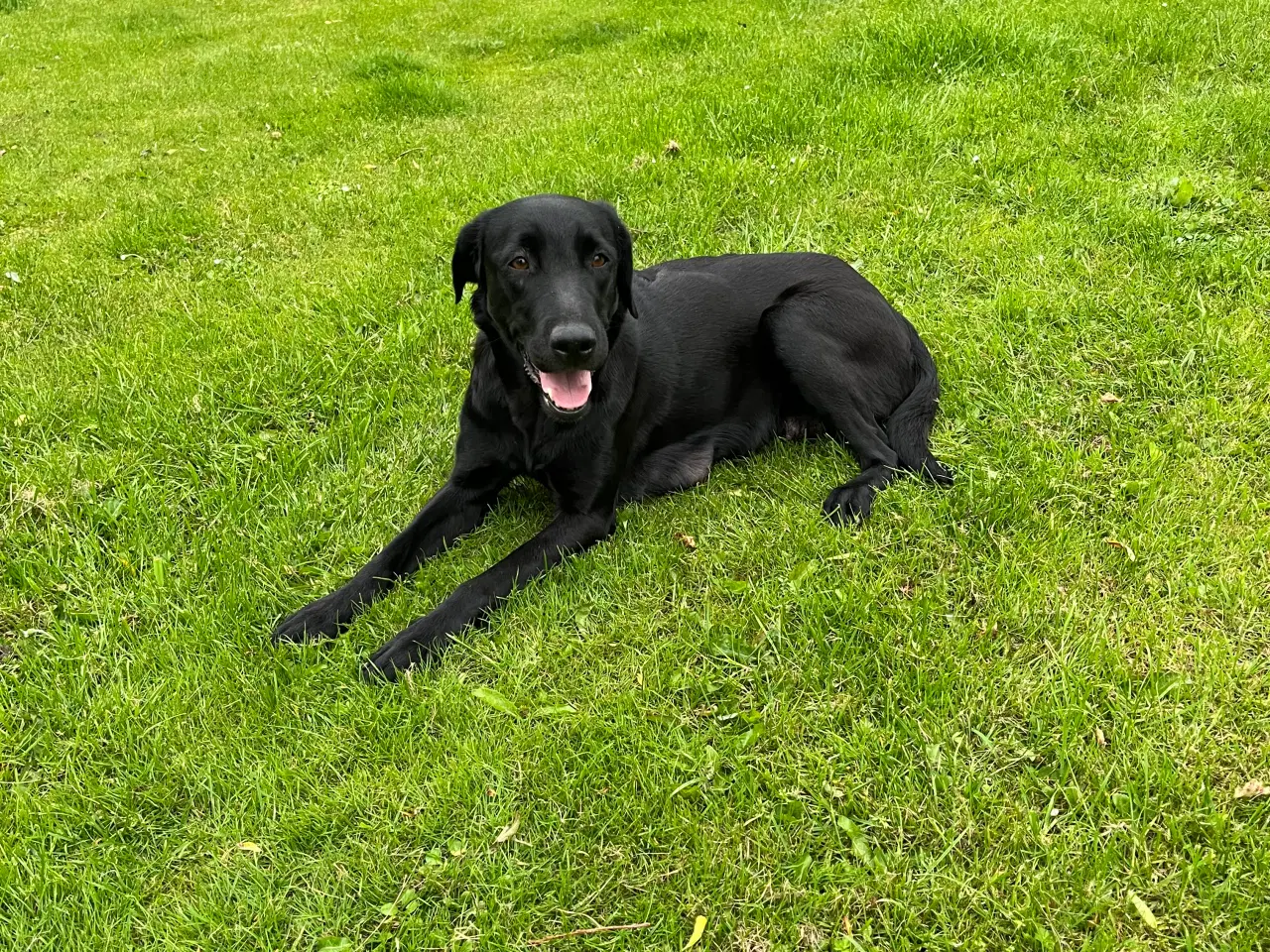Billede 5 - 🐾 Labrador Formel 1 Hvalpe til Salg 🐾