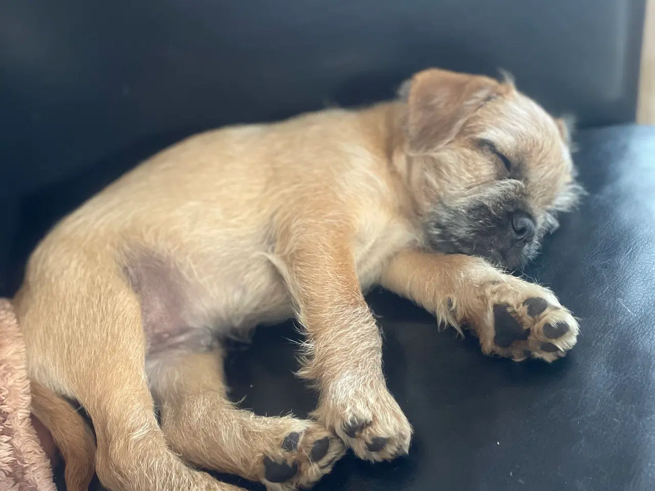 Billede 6 - Fransk cavapoo hvalp 10 uger