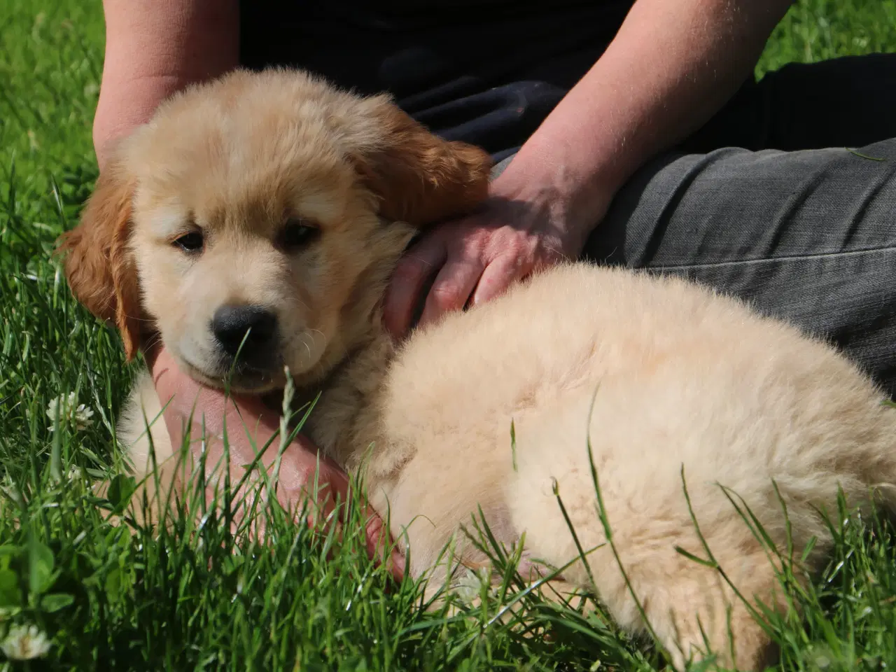 Billede 12 - Verdens smukkeste Golden Retriever hvalpe