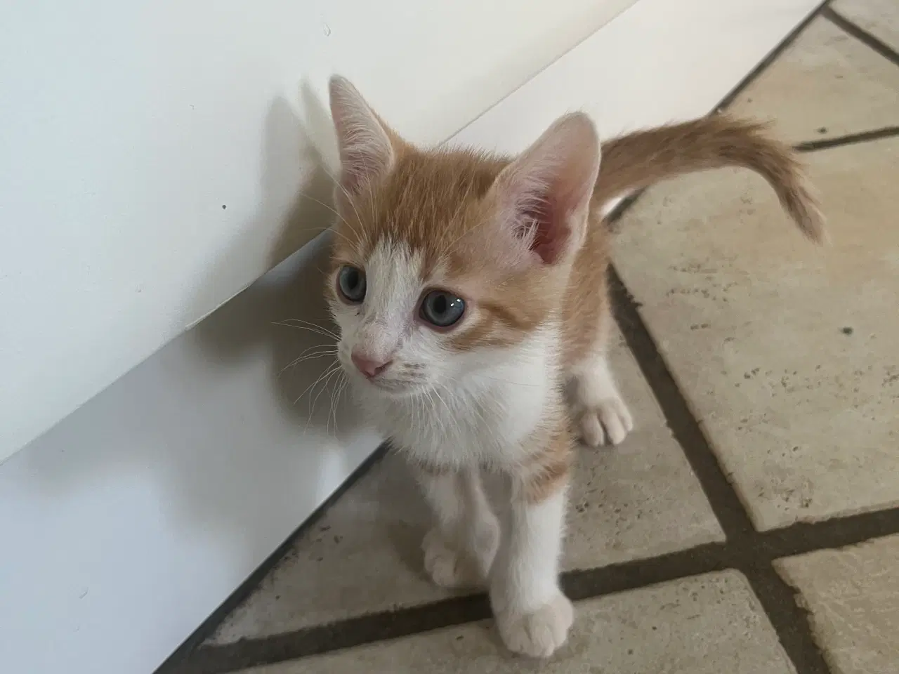 Billede 3 - 14 uger gammel rød hankatteklilling