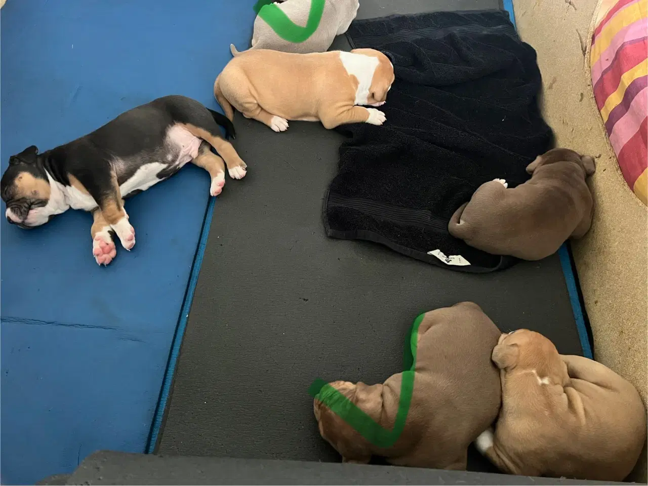 Billede 1 - Dejlige American Bully XL hvalpe 