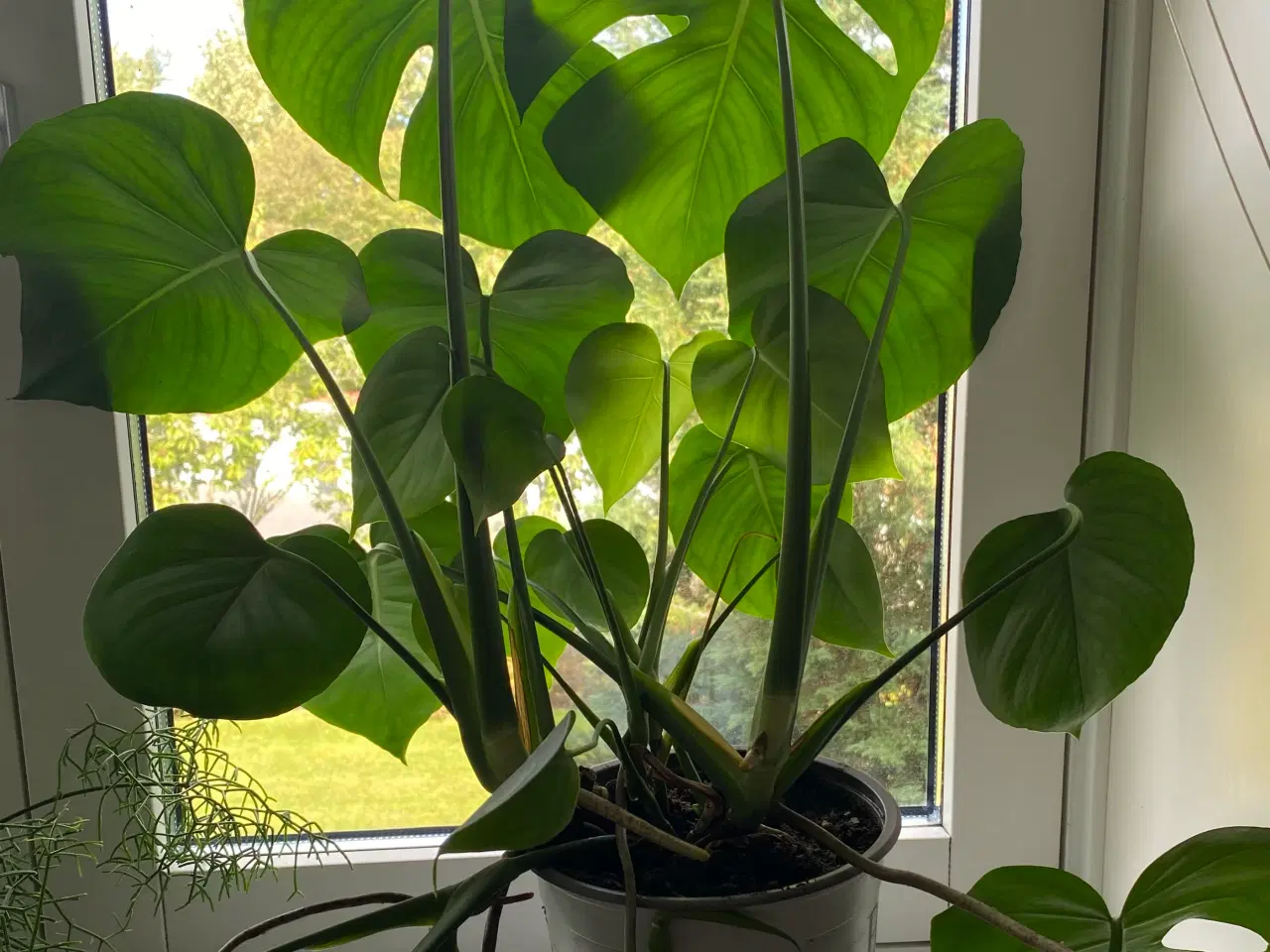 Billede 4 - Monstera