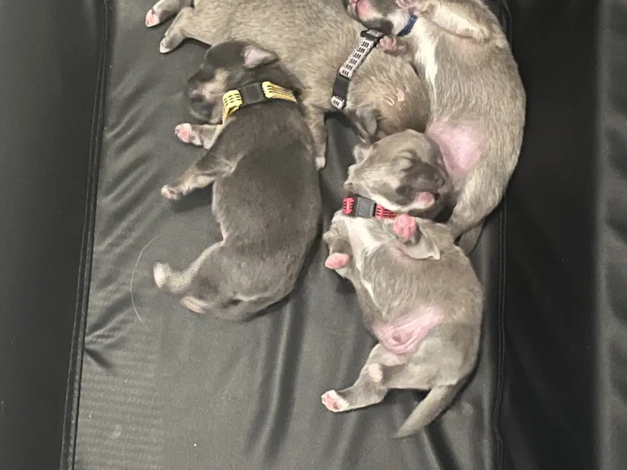 Billede 6 - Kærlighed og Charme: Skønne Pomchi-Hvalpe