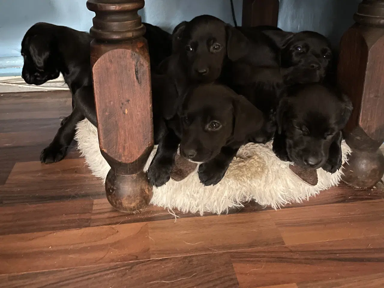 Billede 10 - Labrador / Cokkerspaniel blanding