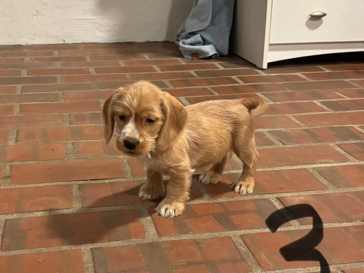 Billede 5 - Cocker spaniel - Blandings hvalpe 