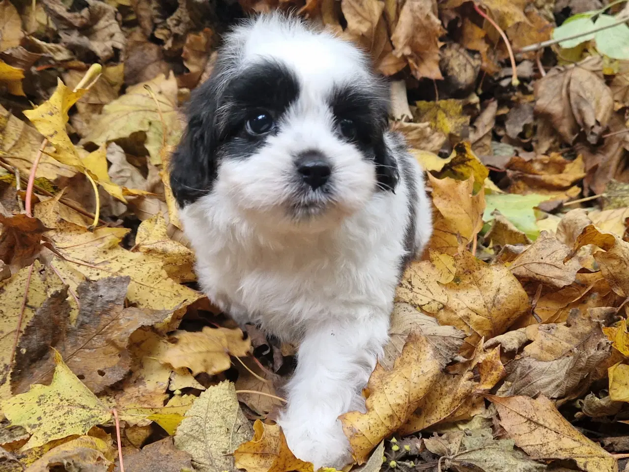 Billede 11 - Havapoo Bichon havanais puddel 