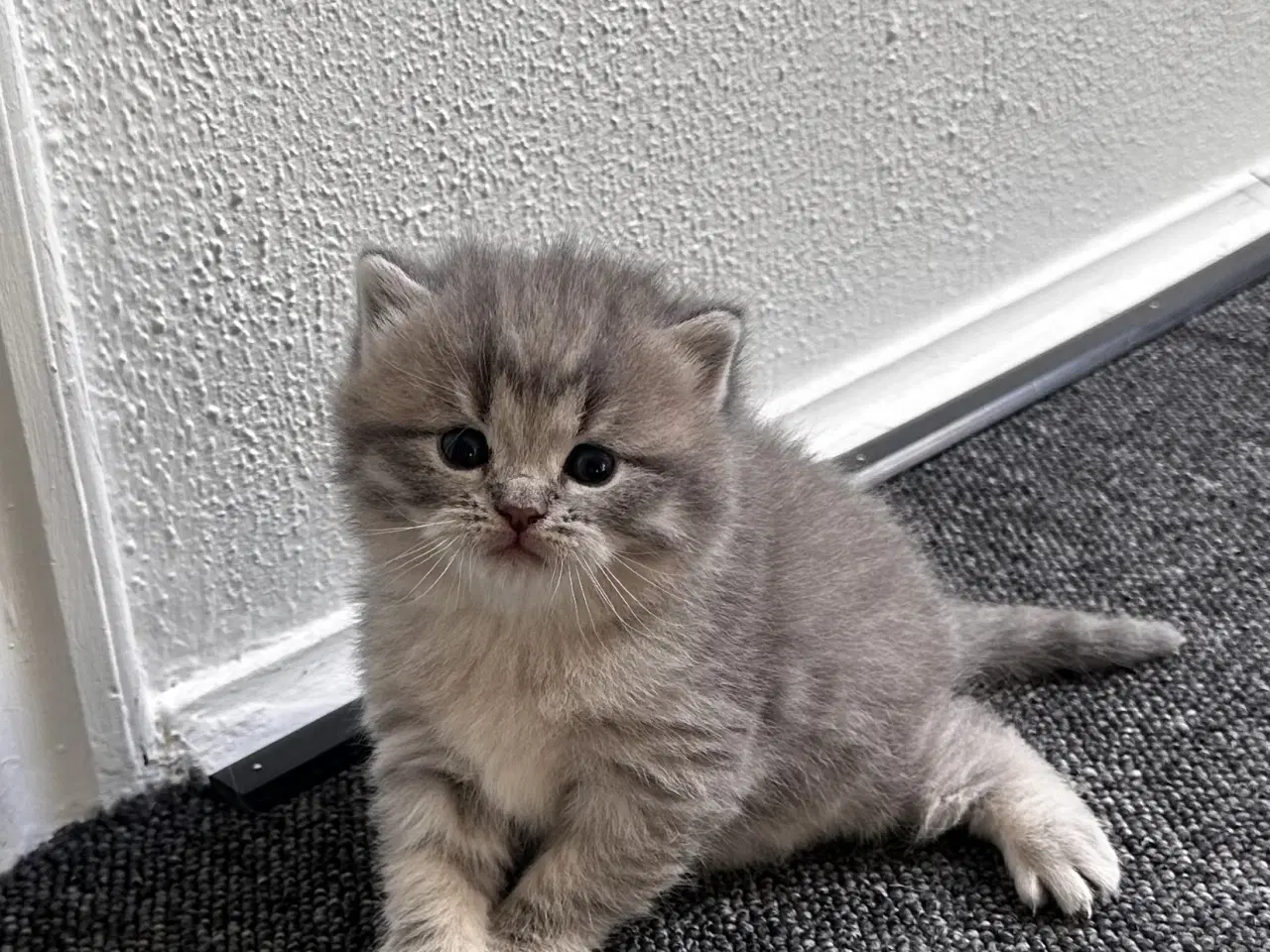 Billede 5 - British shorthair killinger søger hjem