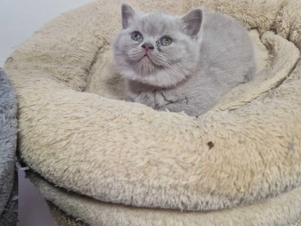 Billede 7 - British shorthair killinger