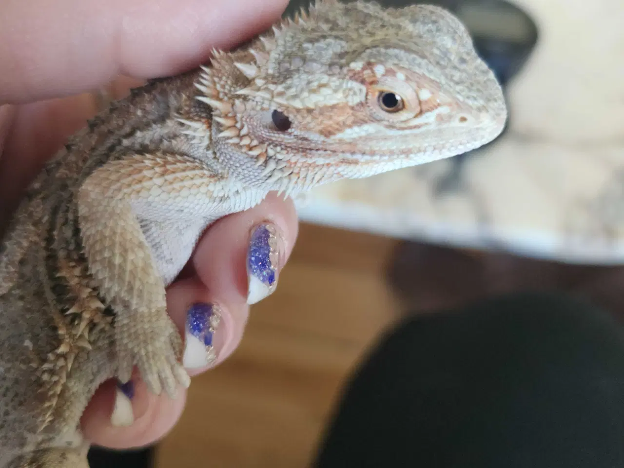 Billede 1 - Skægagame