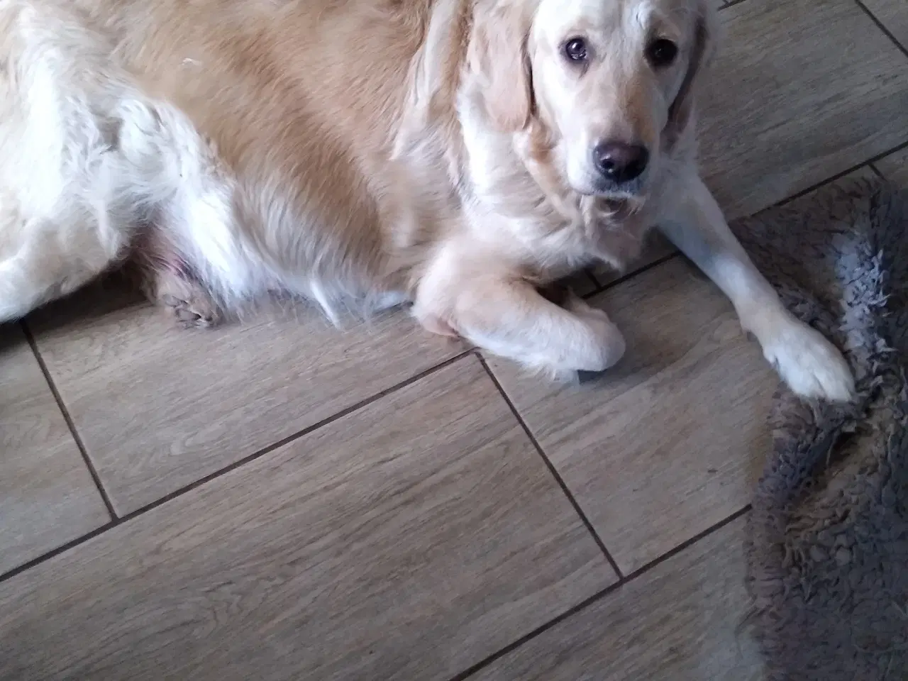 Billede 11 - Verdens smukkeste Golden Retriever hvalpe