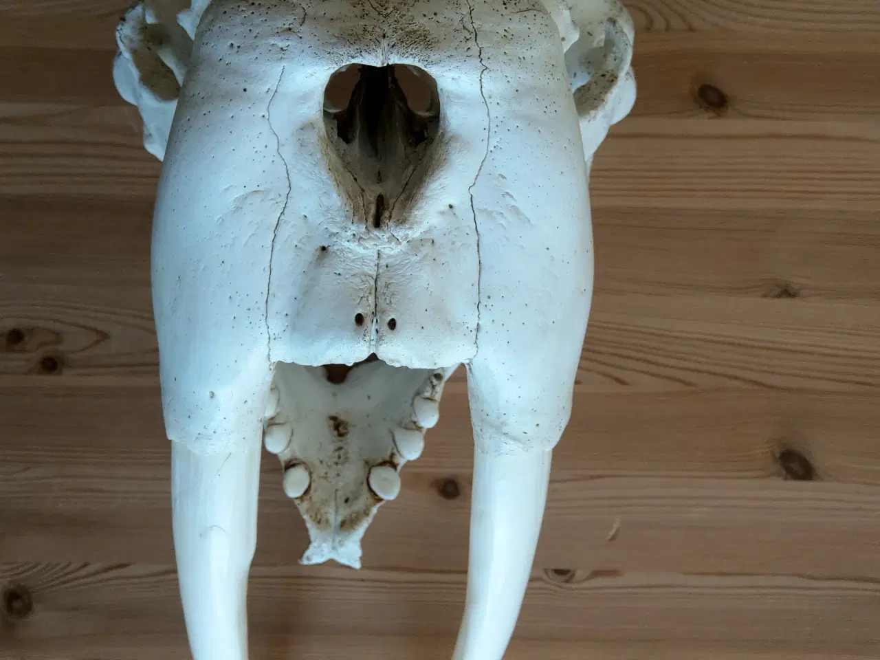 Billede 4 - Hvalroskranie, hvalros, tænder og kranie.