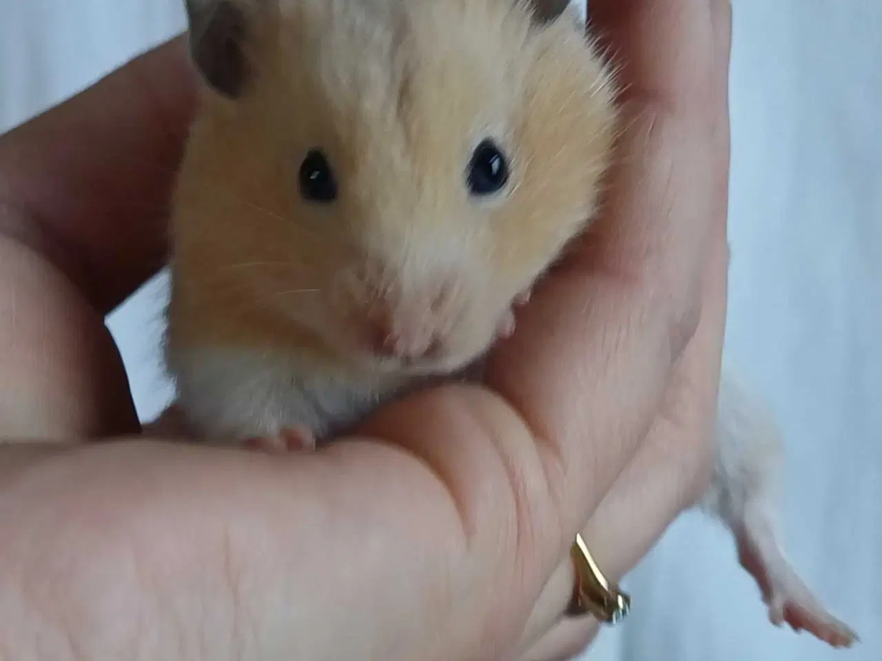 Billede 14 - Guldhamster unger