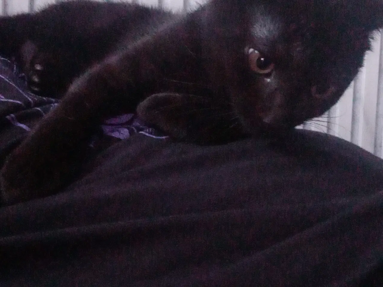 Billede 2 - 11 uger killinger 