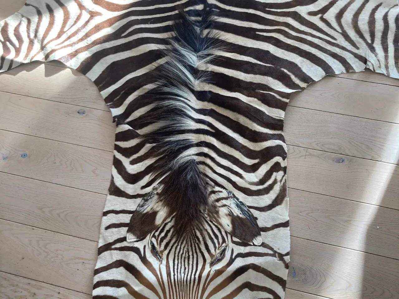 Billede 2 - Ægte zebraskind