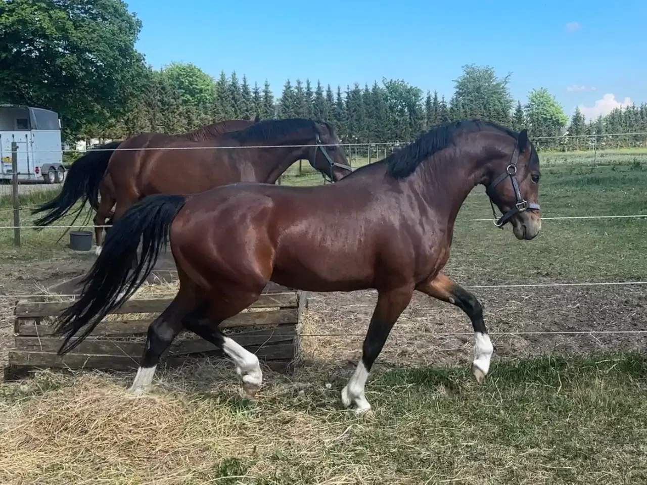 Billede 2 - Bedækning kat 1. WPBR hingst