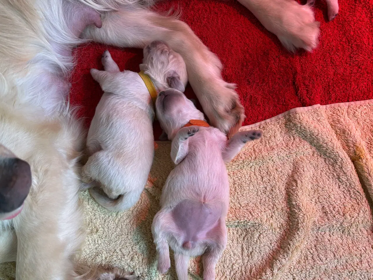 Billede 3 - Golden Retriver hvalpe