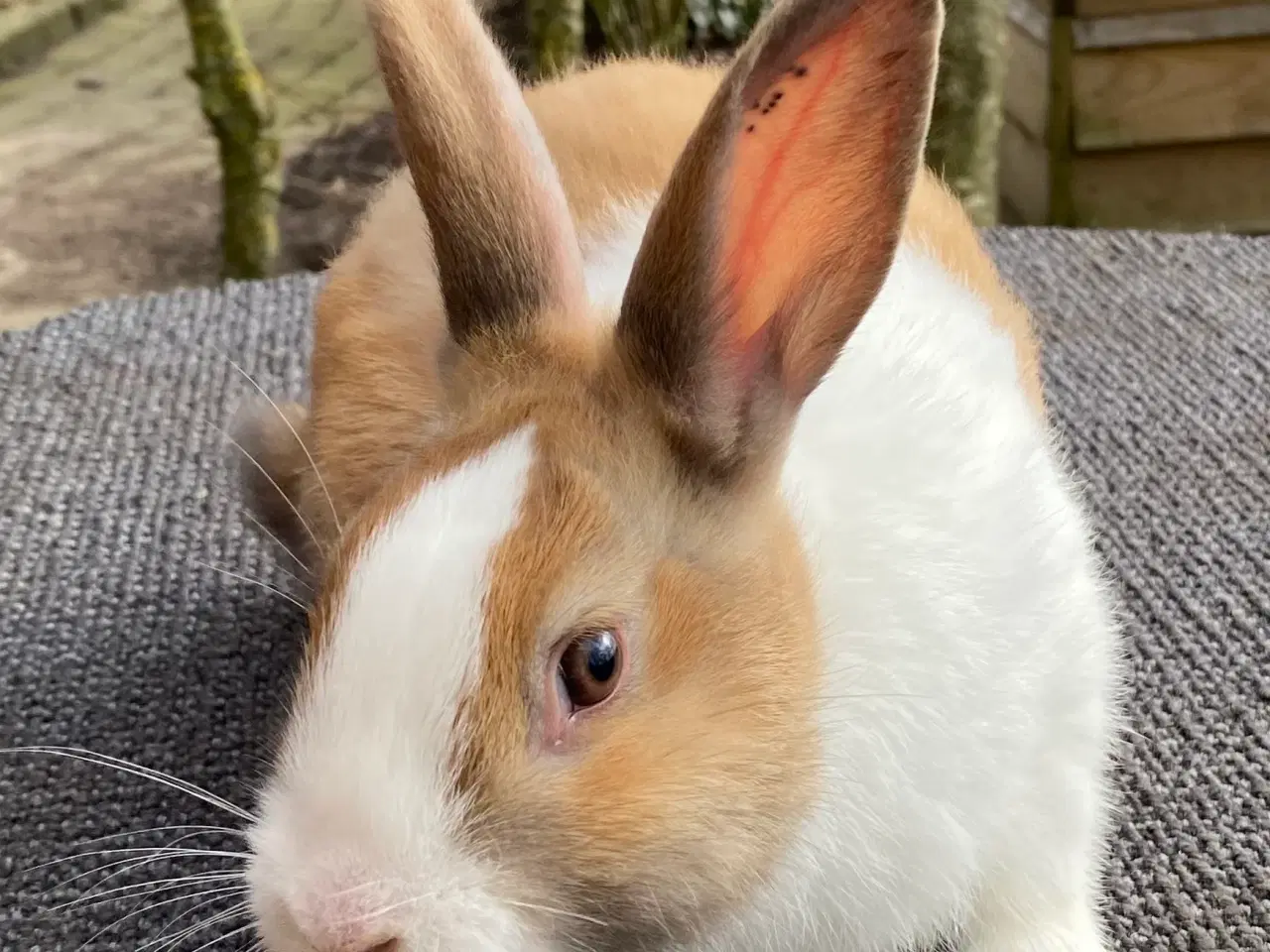 Billede 4 - HOLLÆNDER HAN MADAGASCAR