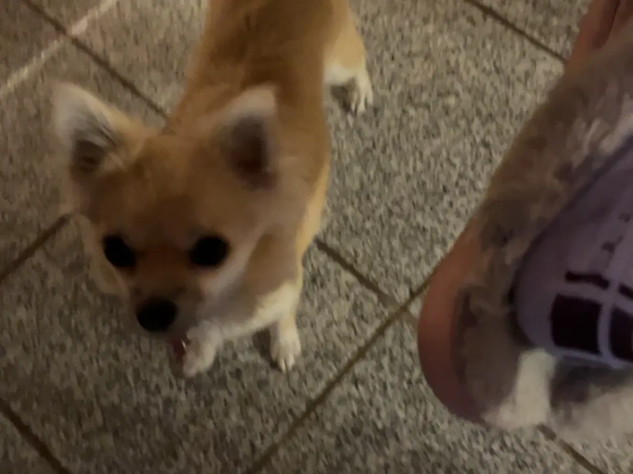 Billede 1 - Hund