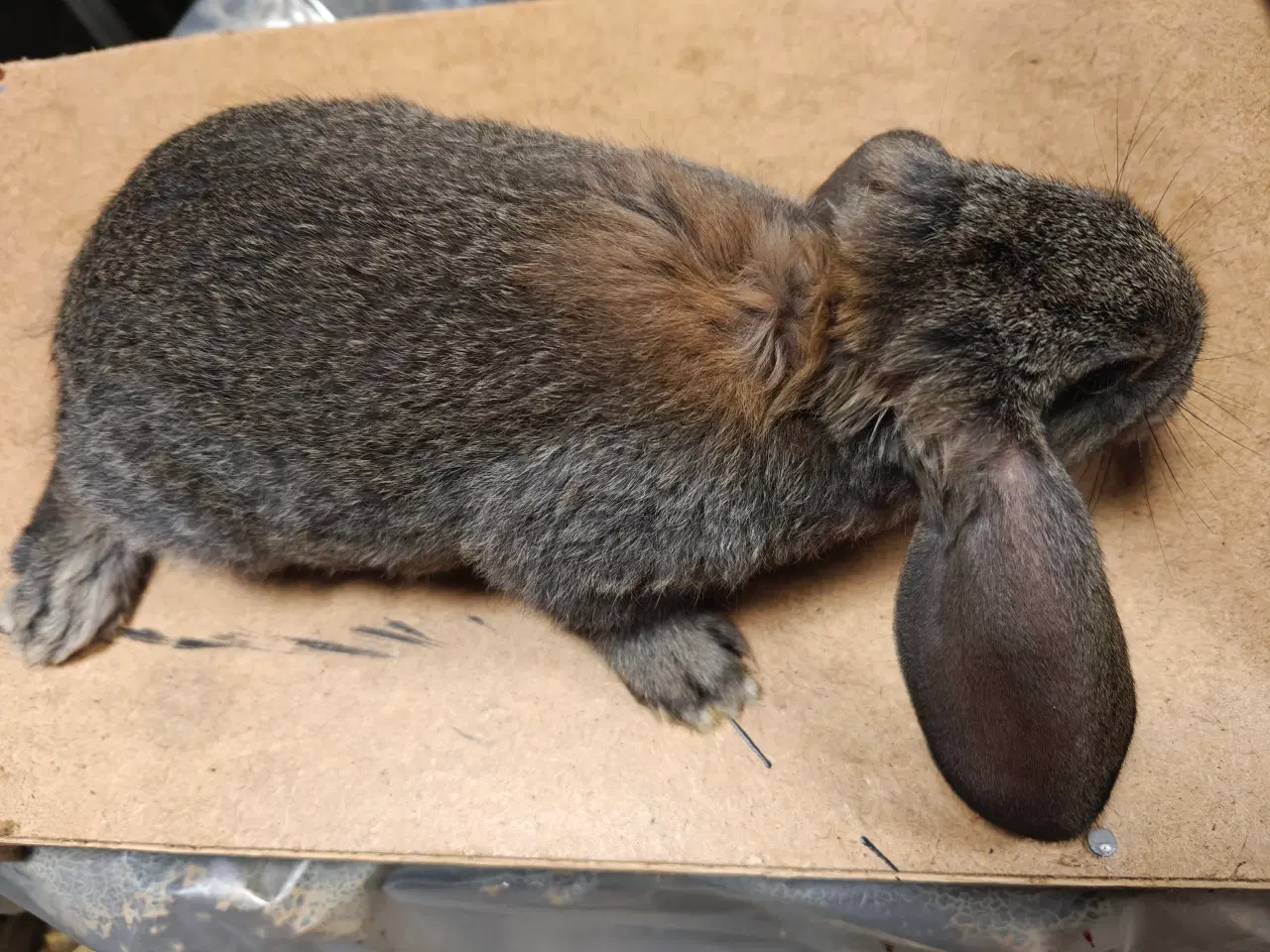 Billede 6 - Fransk vædder 